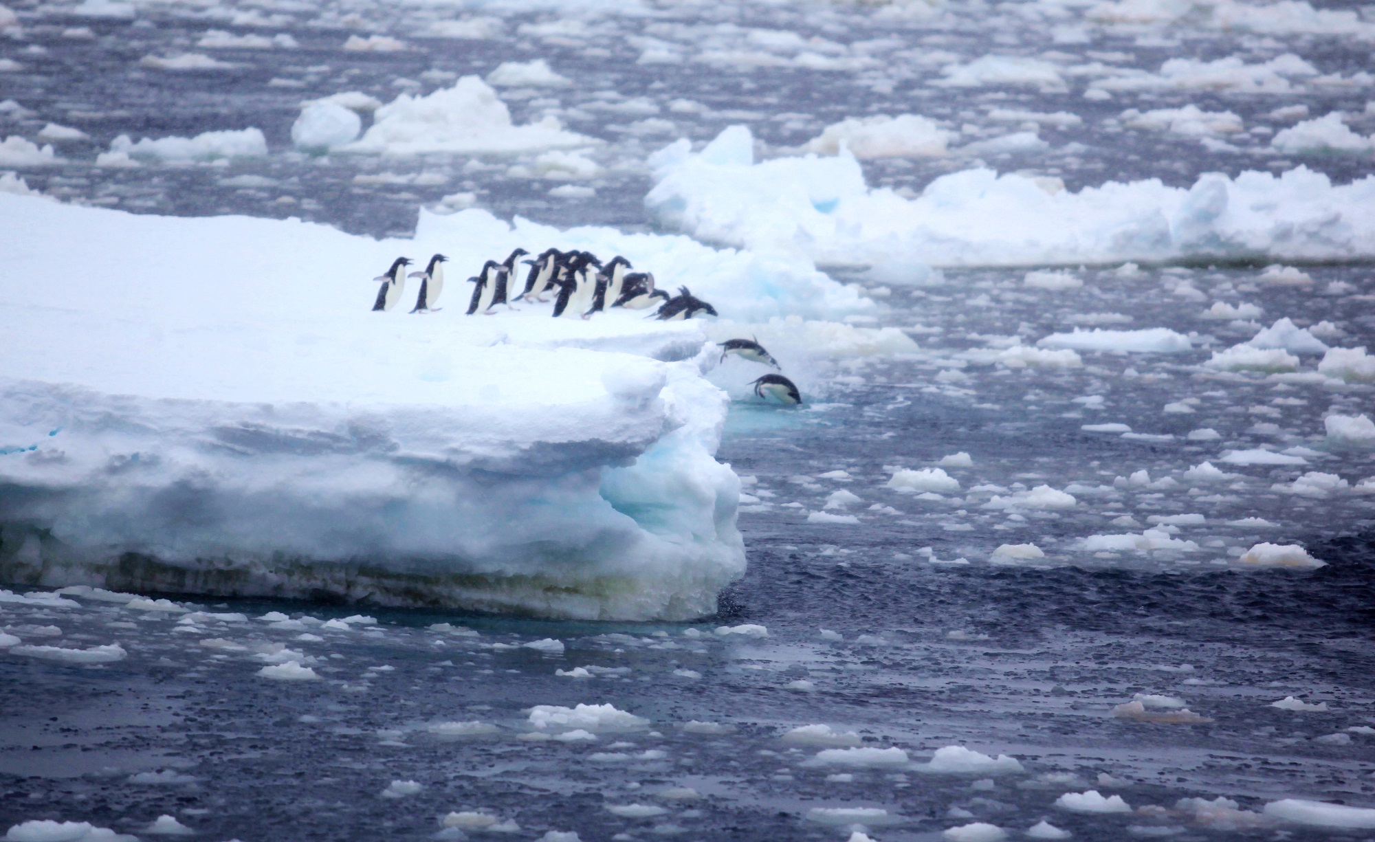 1721287319126762.jpg 一等奖 起跳-胡佶-生态.jpg